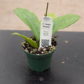 Gabriella Plants Hoya 3" Hoya 'Dossy'