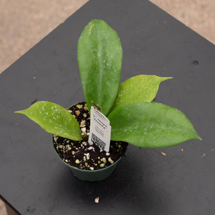 Gabriella Plants Hoya 3" Hoya 'Dossy'