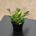 Gabriella Plants Hoya 4" Hoya DS-70 'Variegated