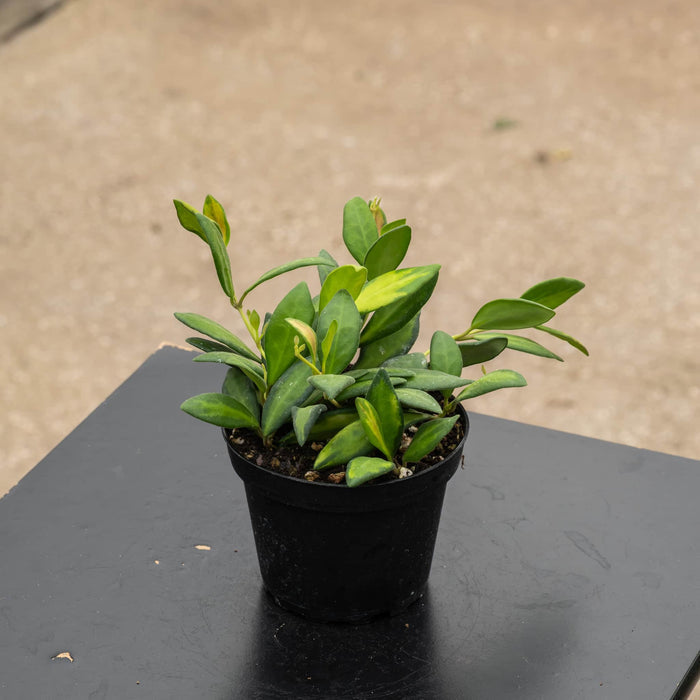 Gabriella Plants Hoya 4" Hoya DS-70 'Variegated