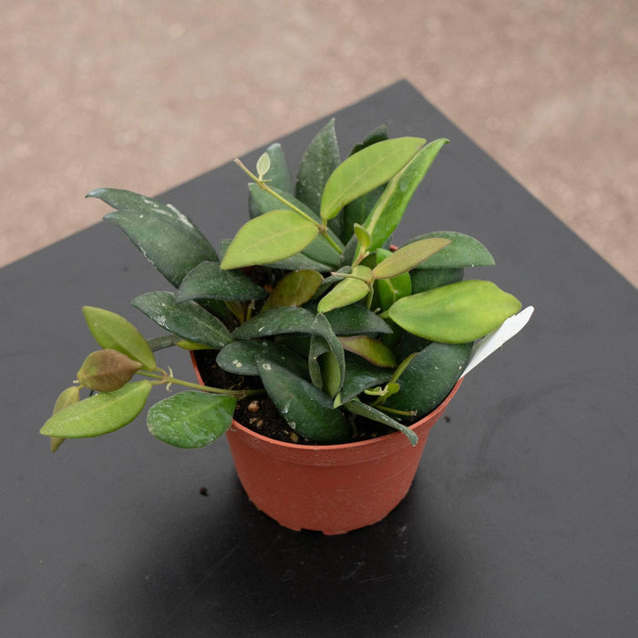 Gabriella Plants 4" Hoya DS-70