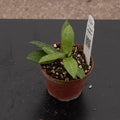 Gabriella Plants Hoya 3" Hoya elliptica