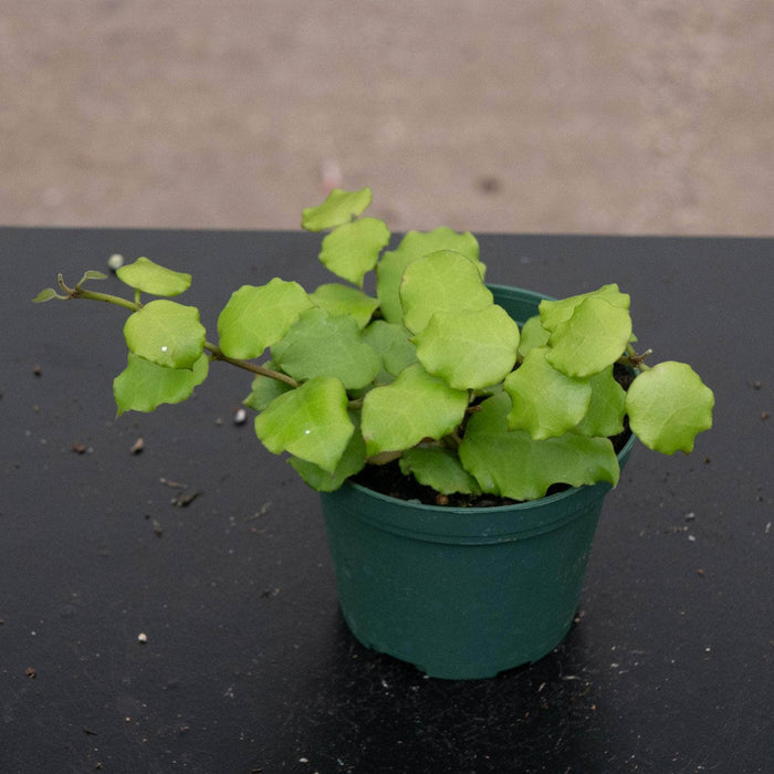 Gabriella Plants Hoya 3" Hoya endauensis