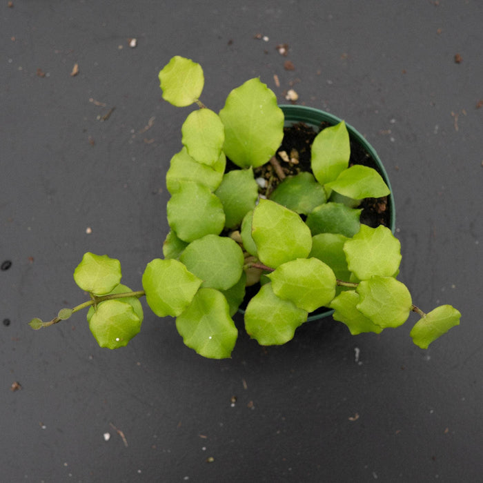 Gabriella Plants Hoya 3" Hoya endauensis