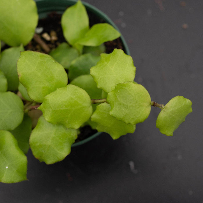 Gabriella Plants Hoya 3" Hoya endauensis