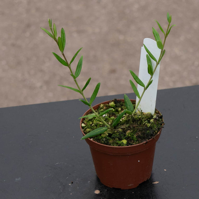 Gabriella Plants Hoya Hoya engleriana