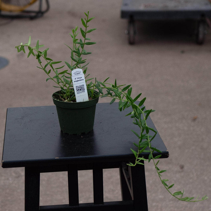 Gabriella Plants Hoya 4" Hoya engleriana