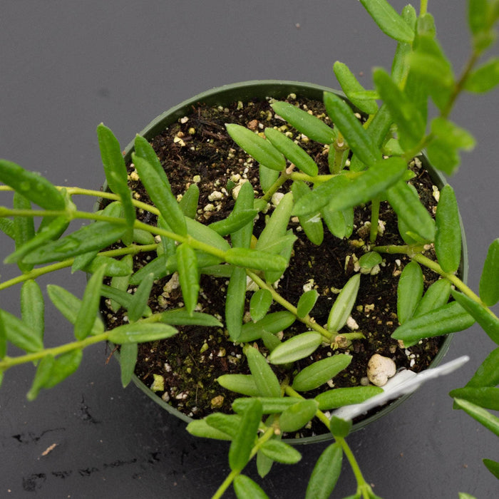 Gabriella Plants Hoya 4" Hoya engleriana