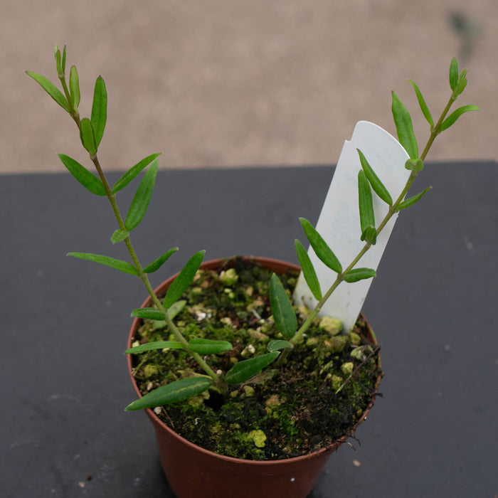 Gabriella Plants Hoya Hoya engleriana