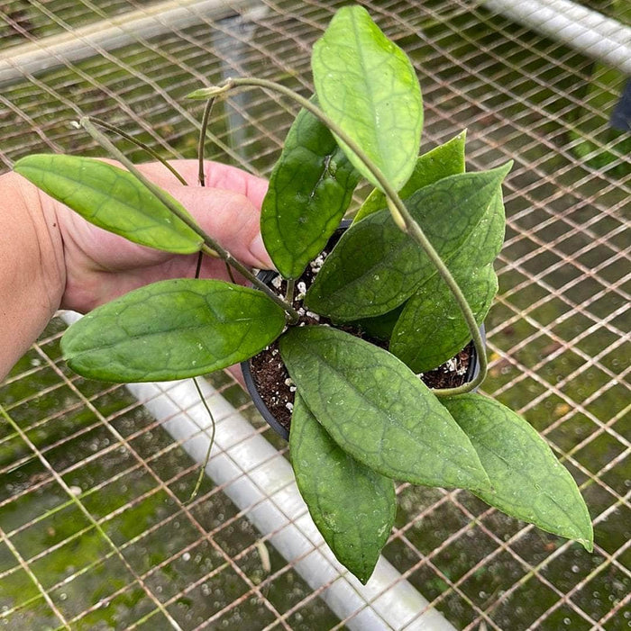 Gabriella Plants Hoya 4" Hoya finlaysonii