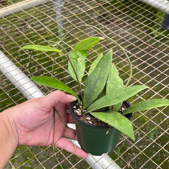 Gabriella Plants Hoya 4" Hoya finlaysonii
