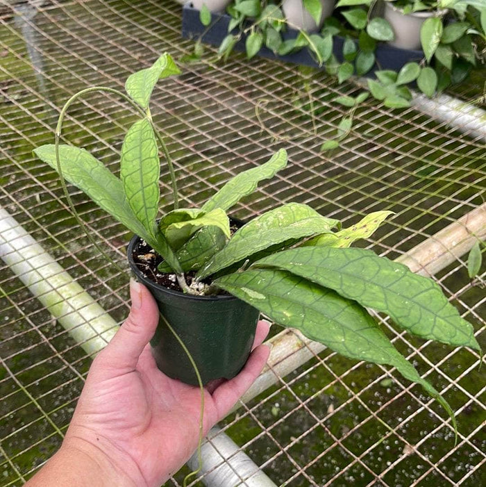 Gabriella Plants Hoya 4" Hoya finlaysonii