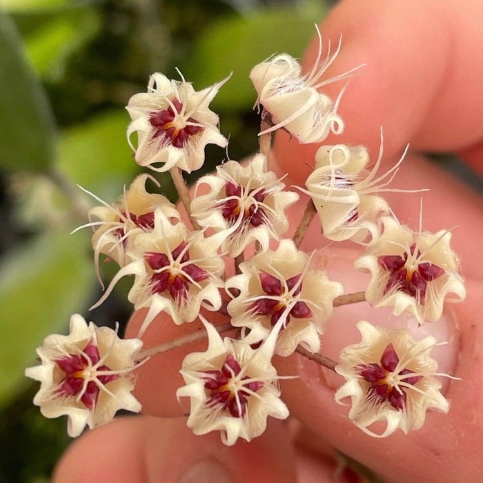Gabriella Plants Hoya 4 Hoya flagellata