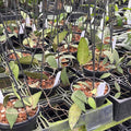 Gabriella Plants Hoya 4" Hoya flagellata