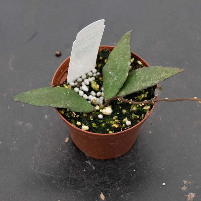 Gabriella Plants Hoya 3" Hoya flagellata