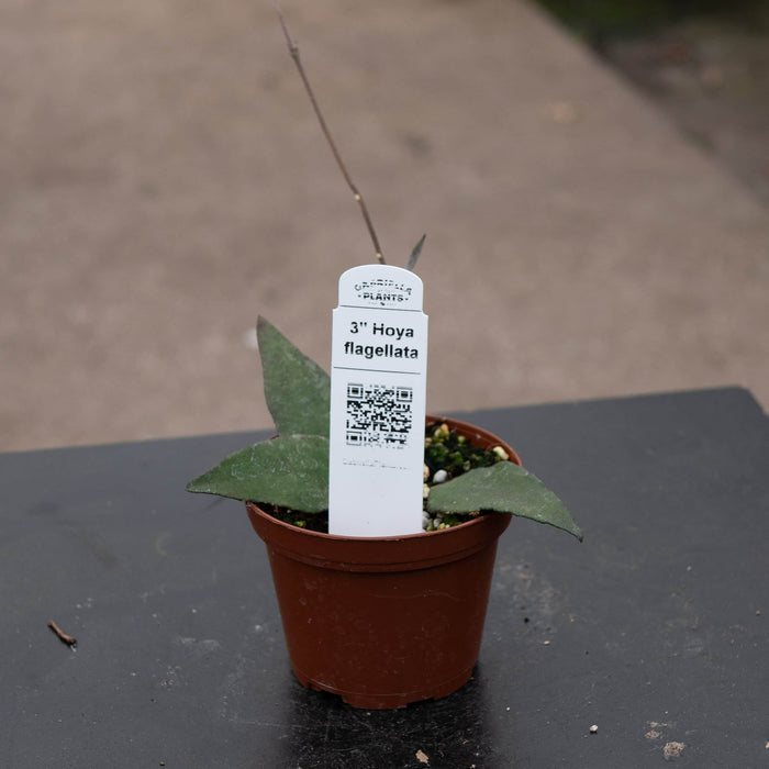 Gabriella Plants Hoya Hoya flagellata