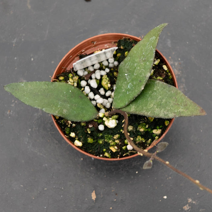Gabriella Plants Hoya Hoya flagellata