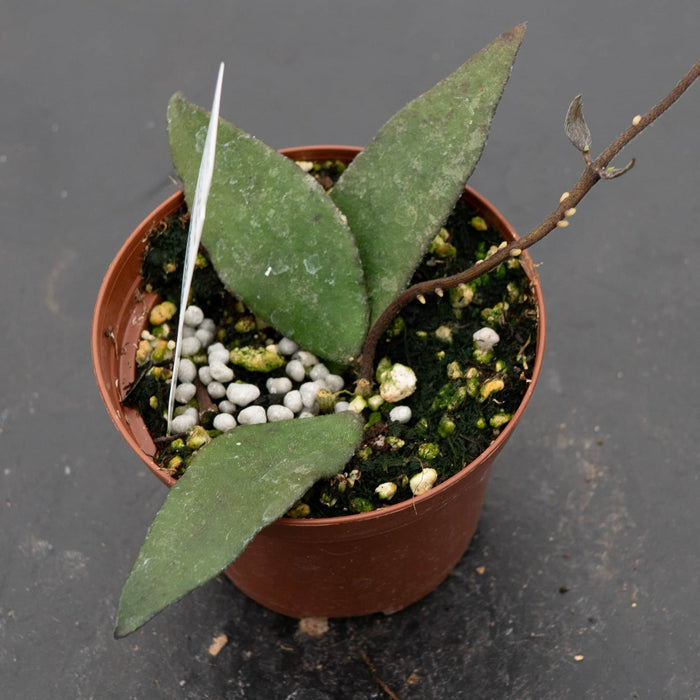Gabriella Plants Hoya Hoya flagellata