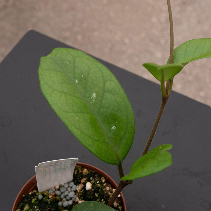 Gabriella Plants Hoya 3" Hoya fungii