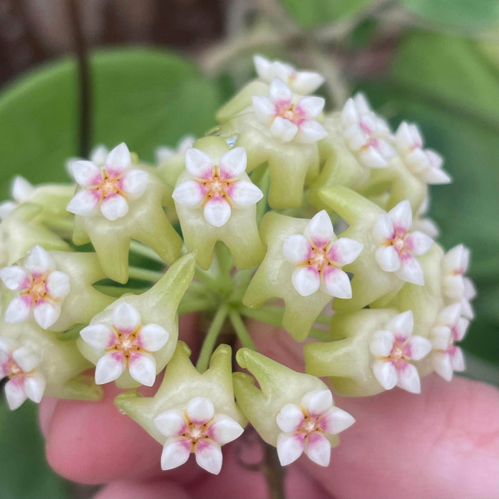 Gabriella Plants Hoya 3” Hoya ‘Genieve’