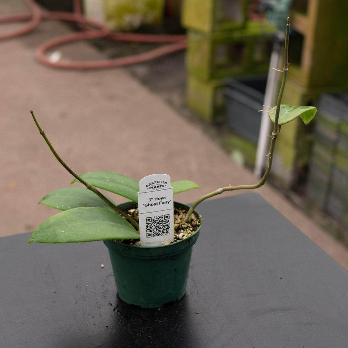 Gabriella Plants Hoya 3" Hoya 'Ghost Fairy'