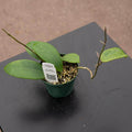 Gabriella Plants Hoya 3" Hoya 'Ghost Fairy'