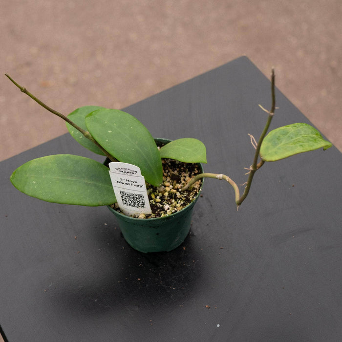Gabriella Plants Hoya 3" Hoya 'Ghost Fairy'