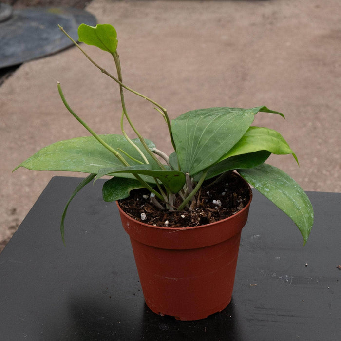 Gabriella Plants Hoya 4" Hoya glabra