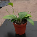 Gabriella Plants Hoya 4" Hoya glabra