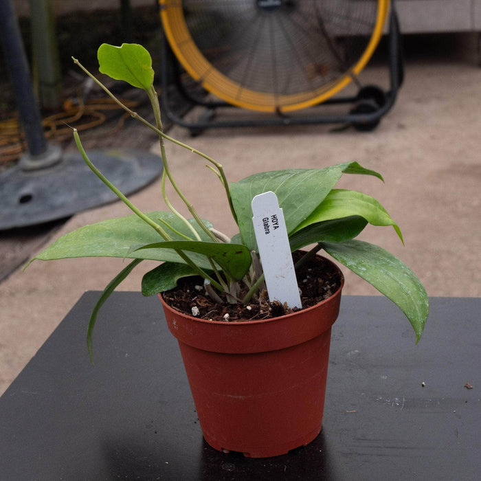 Gabriella Plants Hoya 4" Hoya glabra