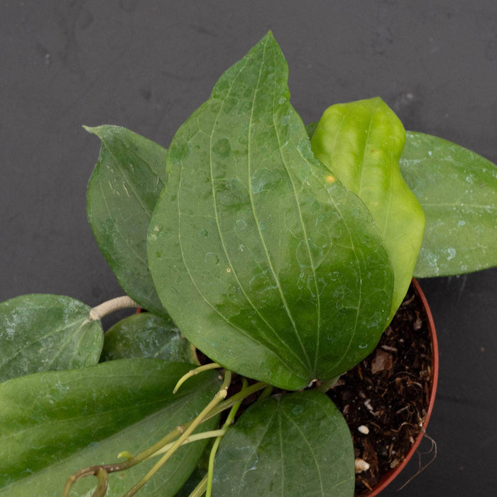 Gabriella Plants Hoya 4" Hoya glabra