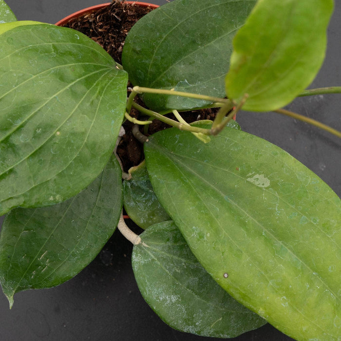 Gabriella Plants Hoya 4" Hoya glabra