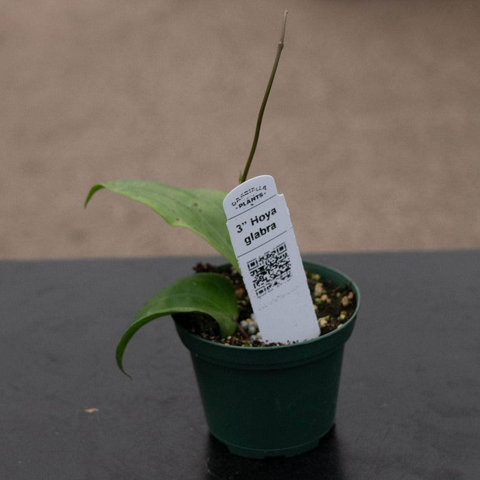 Gabriella Plants Hoya Hoya glabra