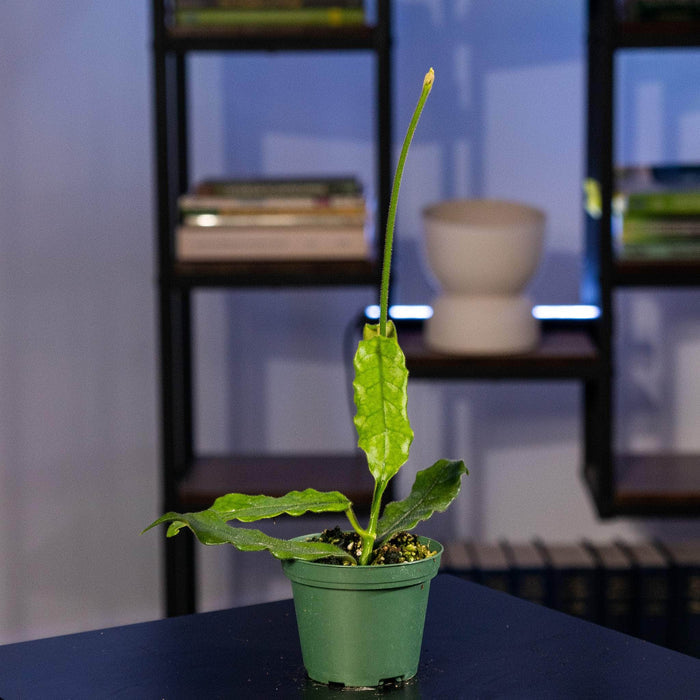 Gabriella Plants Hoya Hoya globulosa