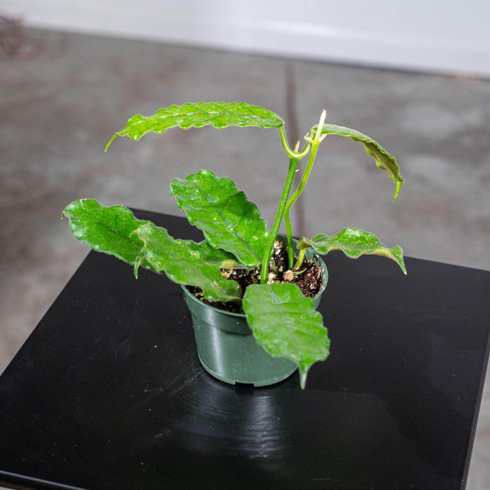 Gabriella Plants Hoya 4" Hoya globulosa