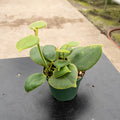 Gabriella Plants Hoya 3" Hoya Eriostemma GP-002