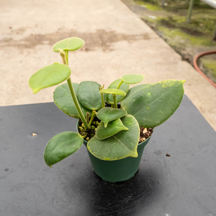 Gabriella Plants Hoya 3" Hoya Eriostemma GP-002
