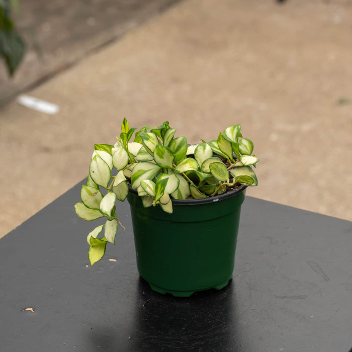Gabriella Plants Hoya 4" Hoya heuschkeliana variegated