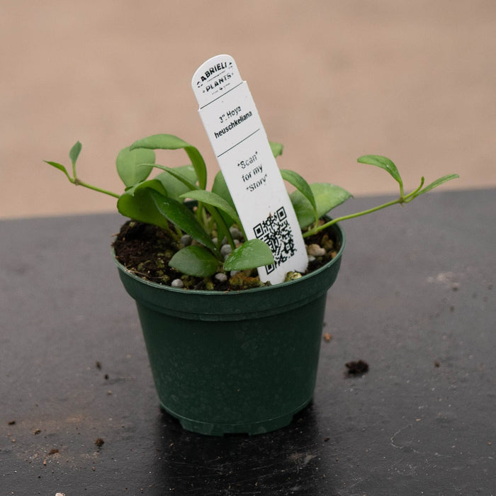 Gabriella Plants Hoya 3" Hoya heuschkeliana