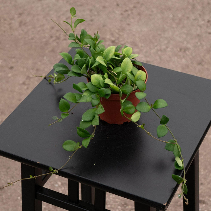Gabriella Plants Hoya Hoya heuschkeliana