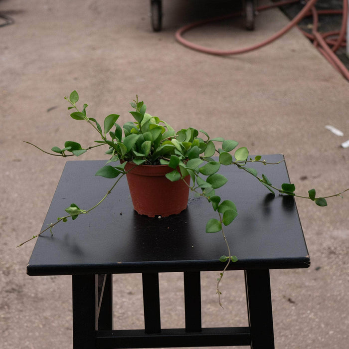 Gabriella Plants Hoya 4" Hoya heuschkeliana