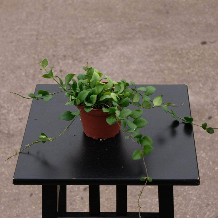 Gabriella Plants Hoya Hoya heuschkeliana