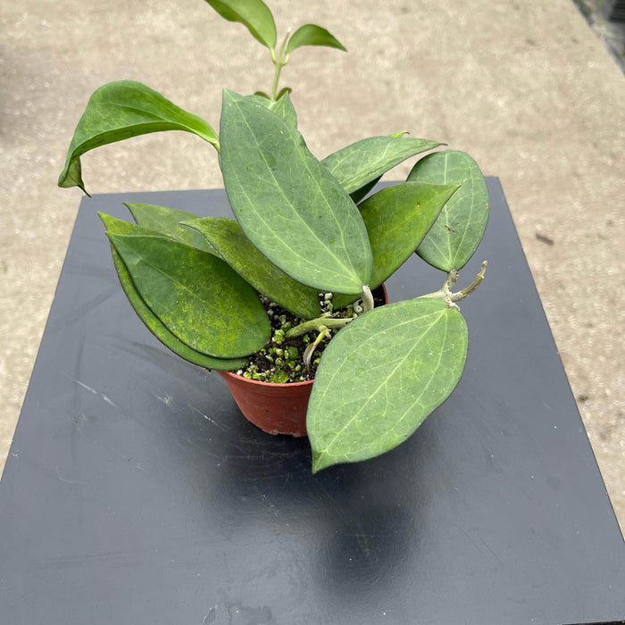 Gabriella Plants Hoya 4" Hoya icensis