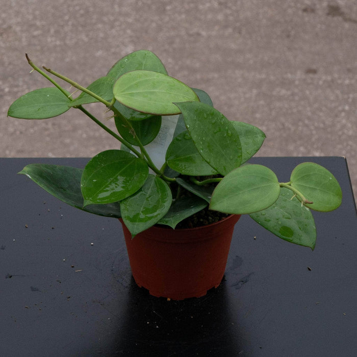 Gabriella Plants Hoya 4" Hoya ‘Idaho’