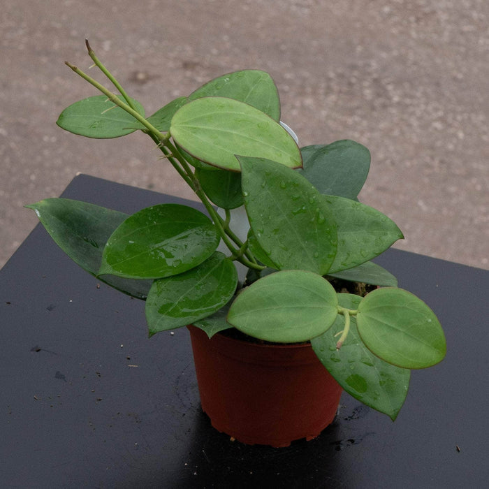 Gabriella Plants Hoya Hoya ‘Idaho’
