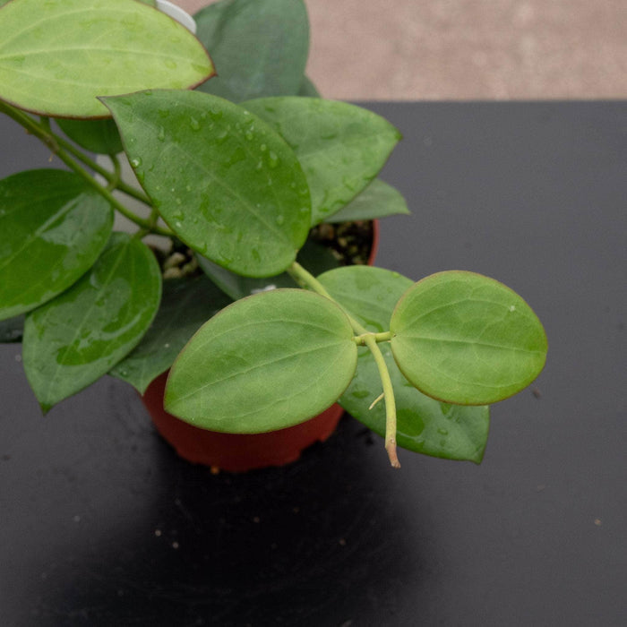 Gabriella Plants Hoya Hoya ‘Idaho’