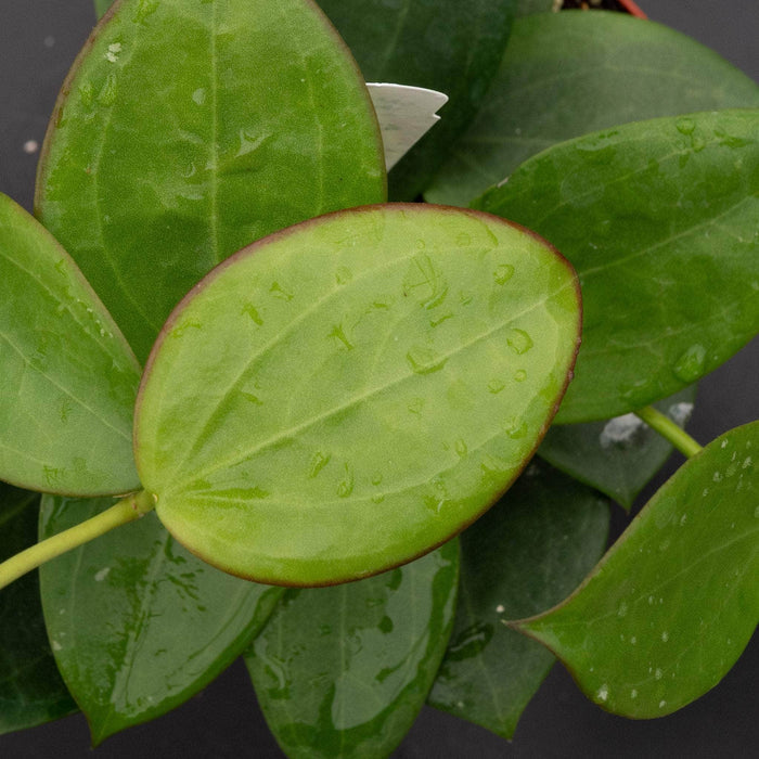 Gabriella Plants Hoya Hoya ‘Idaho’