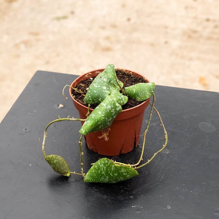 Gabriella Plants Hoya 4" Hoya imbricata