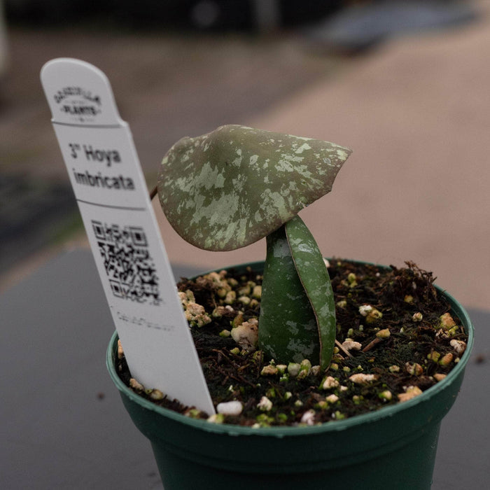Gabriella Plants Hoya Hoya imbricata