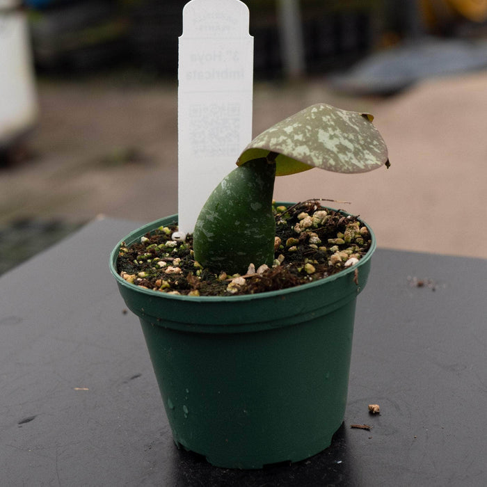 Gabriella Plants Hoya Hoya imbricata